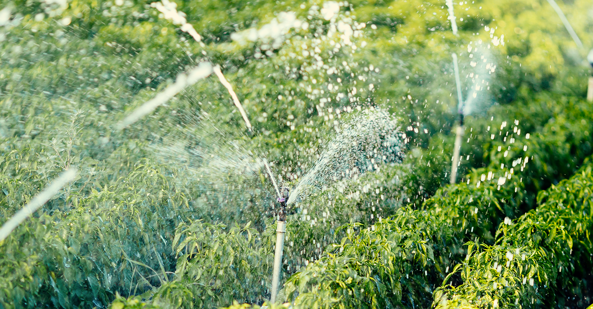 Desvendando 4 mitos sobre irrigação